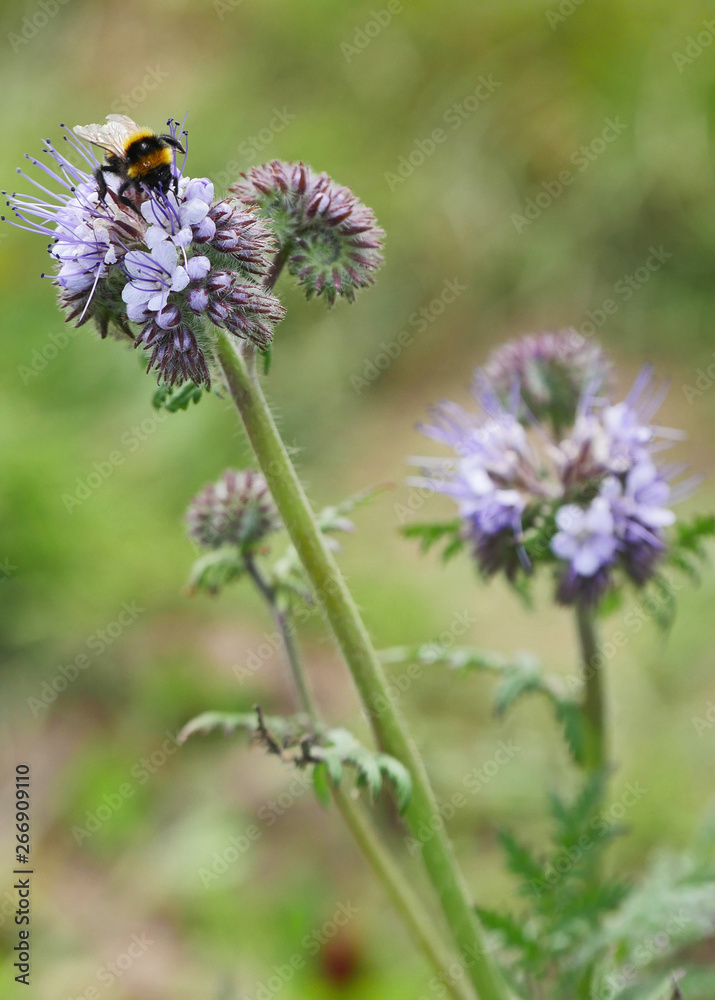 Hummel auf Phacelia, Bumblebee on Phacelia Hummel auf Phacelia, Bumblebee on Phacelia