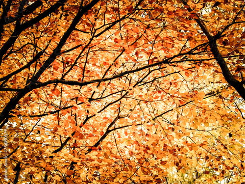 Branches with yellow leaves as nature background.