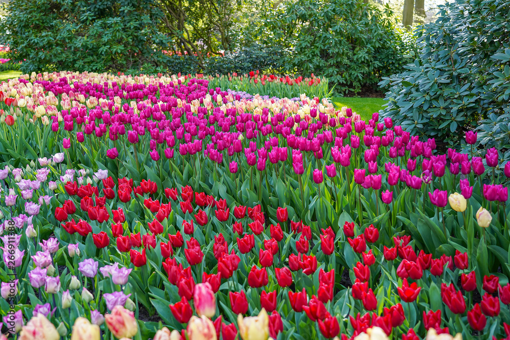 A sea of tulips in different colors between the rhododendron bushes