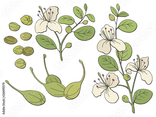 Capers graphic color isolated sketch illustration vector