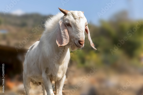 Portrait of a Nepal Goat in the Goat farm rural area Pokhara