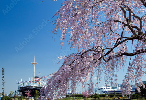 山下公園の枝垂れ桜と氷川丸