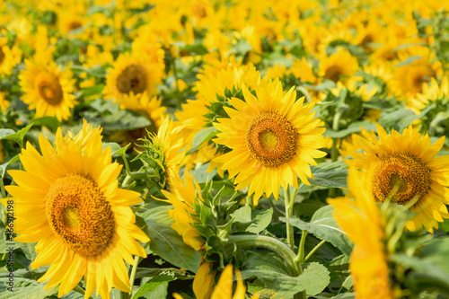 Sunflower in bloom