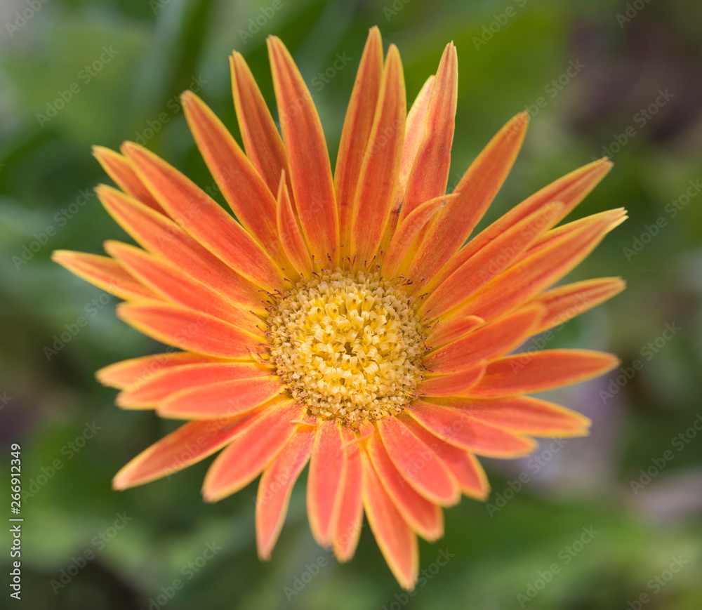 Closeup of an orange daisy flower in an ornamental garden Closeup of an orange daisy flower in an ornamental garden