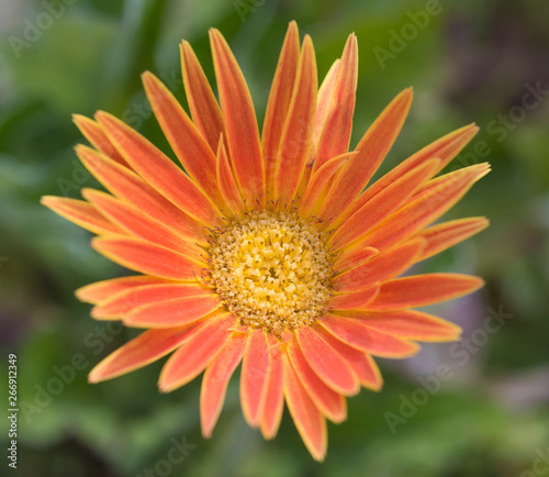 Closeup of an orange daisy flower in an ornamental garden