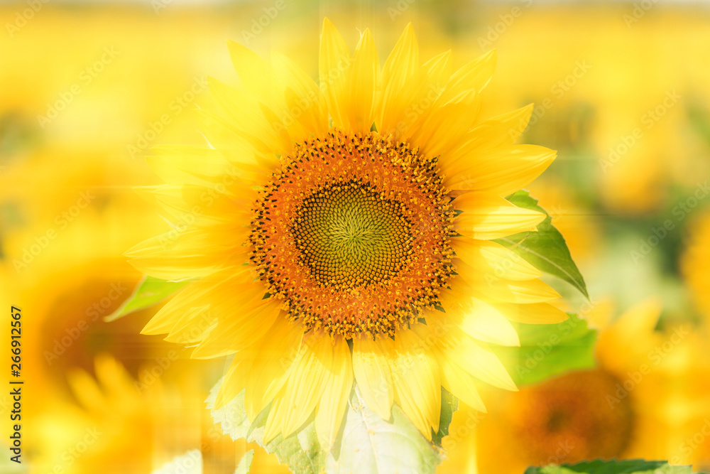 Obraz premium Sunflower in bloom