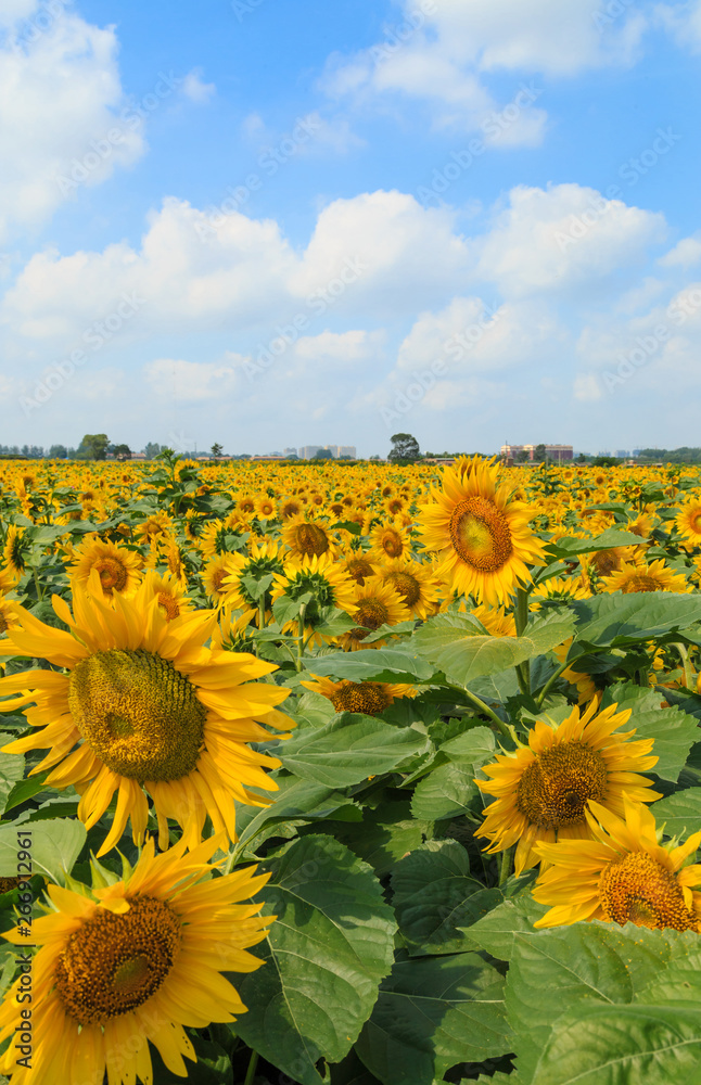 Obraz premium Sunflower in bloom