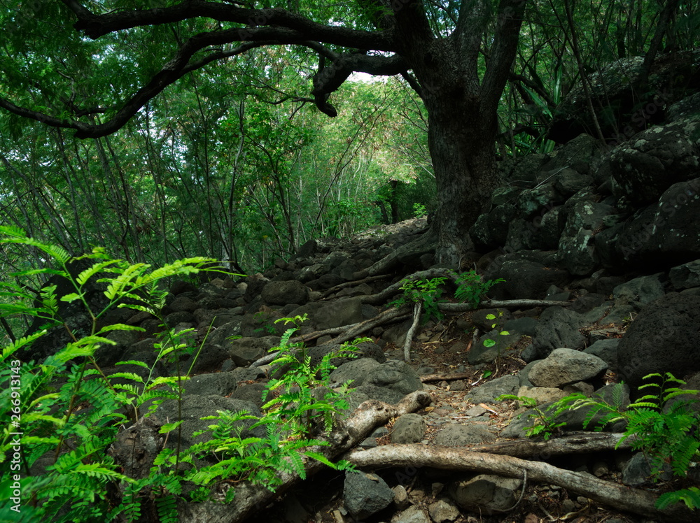 Lighting effects in tropical forest in Reunion Island