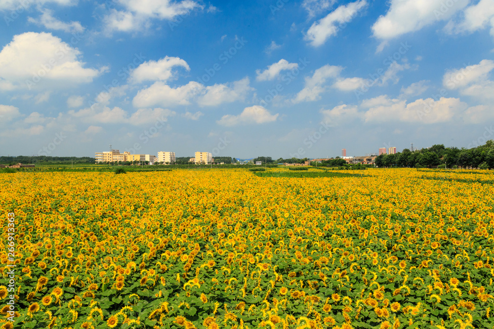 Sunflower in bloom