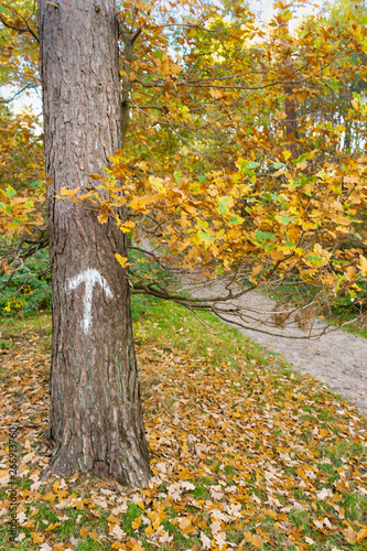 Arrow painted on tree trunk next to path in autumn forest