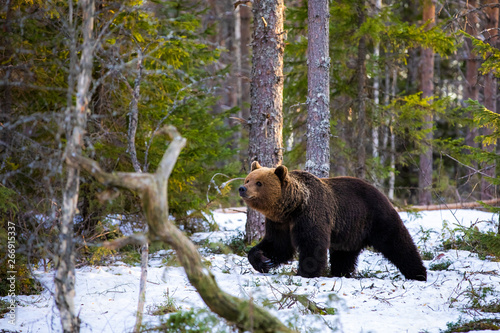 Brown bear walks in the spring forest.