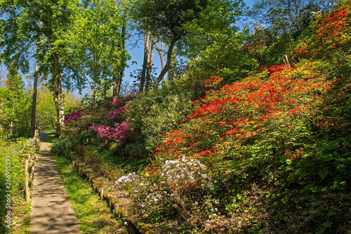 A park in the north eastern Friuli Venezia Giulia region of Italy in spring with lots of azaleas in flower