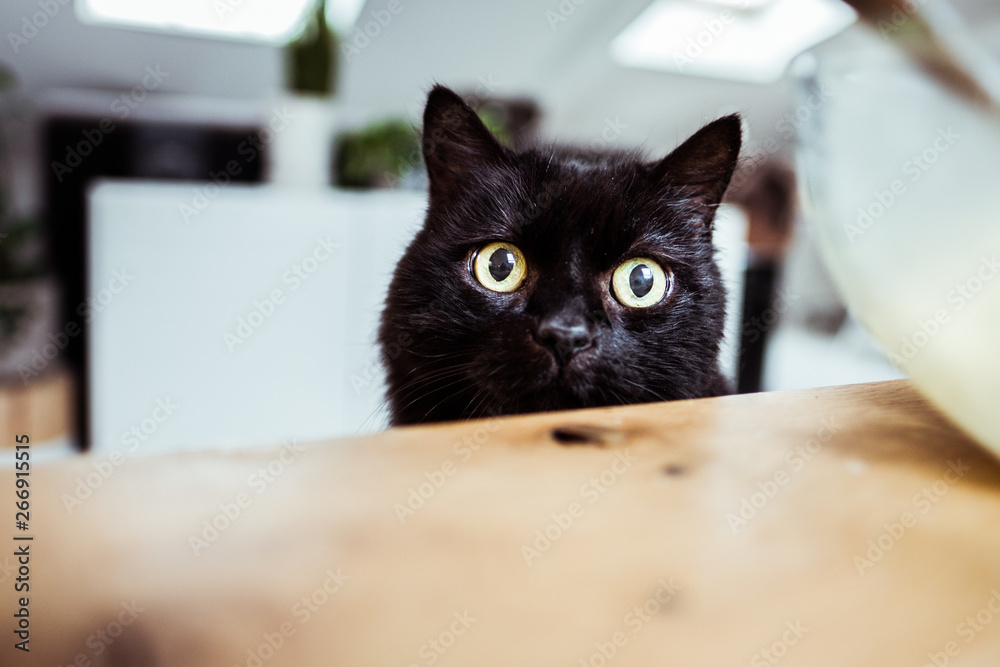 Portrait de chat noir aux yeux jaune Portrait de chat noir aux yeux jaune