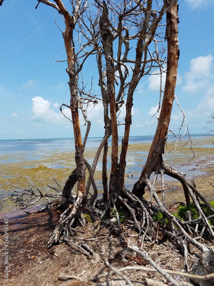 storm damaged trees on the beach