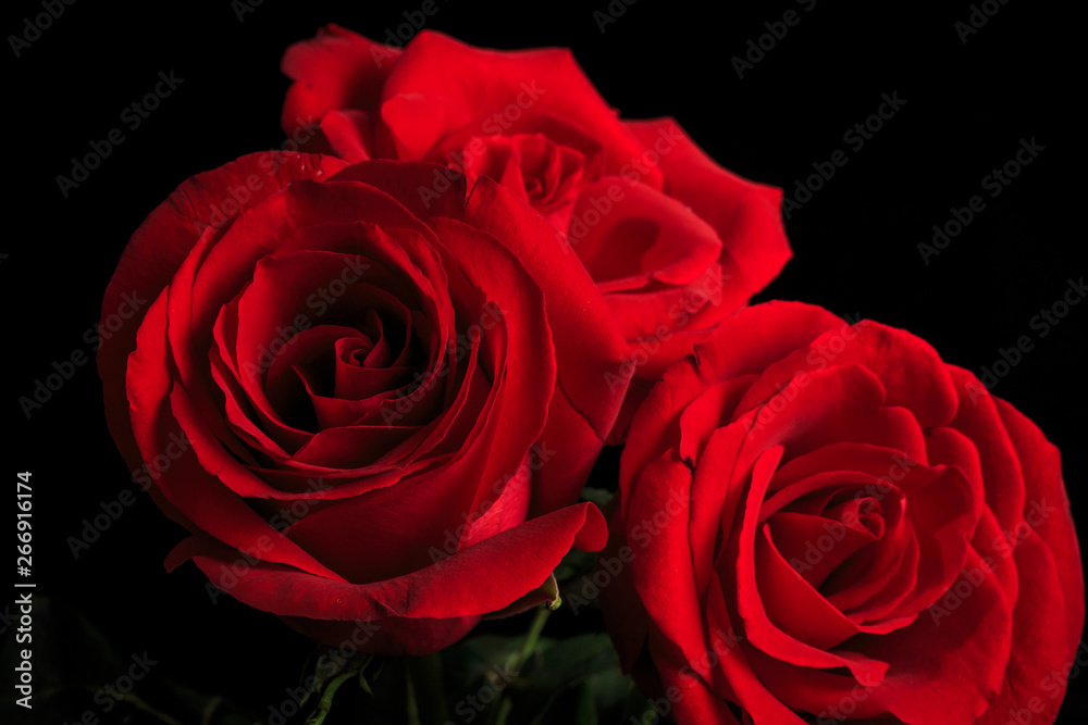 Beautiful and fragrant roses Beautiful and fragrant roses