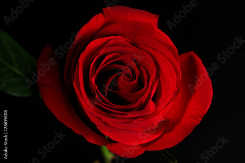 Fototapeta Naklejka Na Ścianę i Meble -  Beautiful and fragrant roses