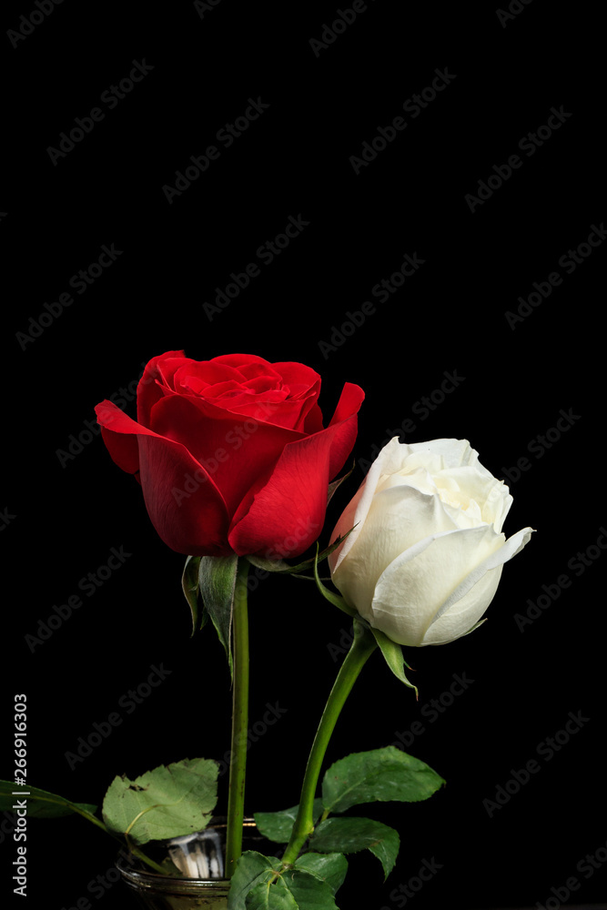 Beautiful and fragrant roses Beautiful and fragrant roses