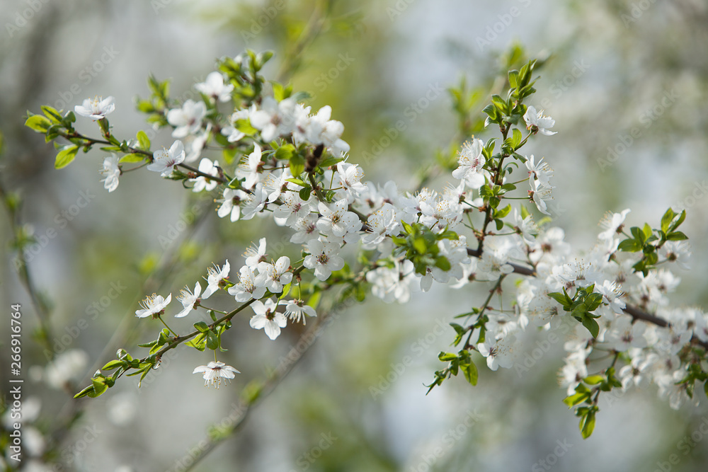 Plum blossom, white flowers on branches of tree, season of blooming garden, spring nature, sunny day, floral background