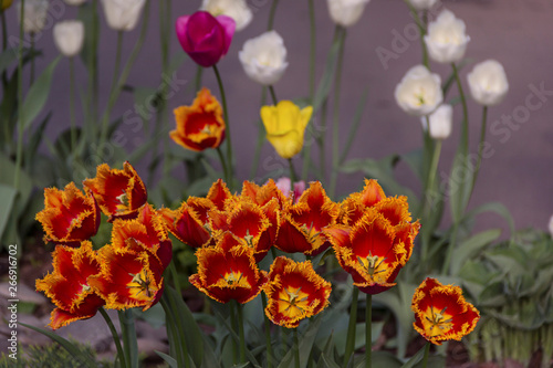 Beautiful blooming tulips in the garden in spring background