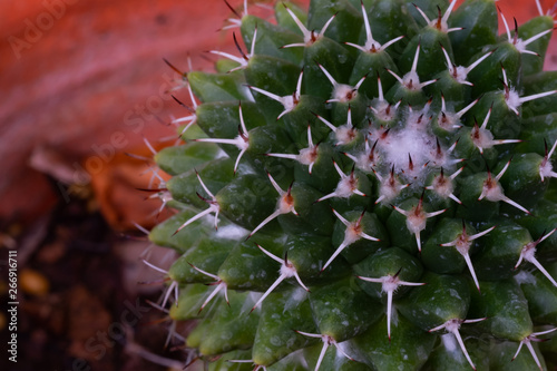 Close up small cactus in home garden