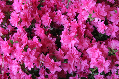 flowers  azalea    