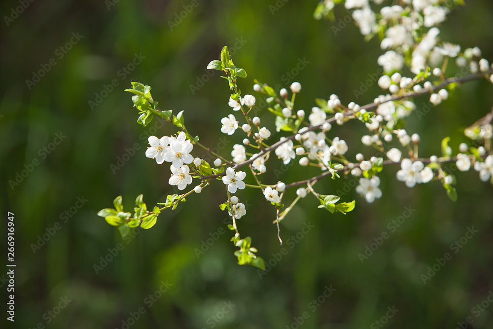 Obraz premium Plum blossom, white flowers on branches of tree, season of blooming garden, spring nature, sunny day, floral background