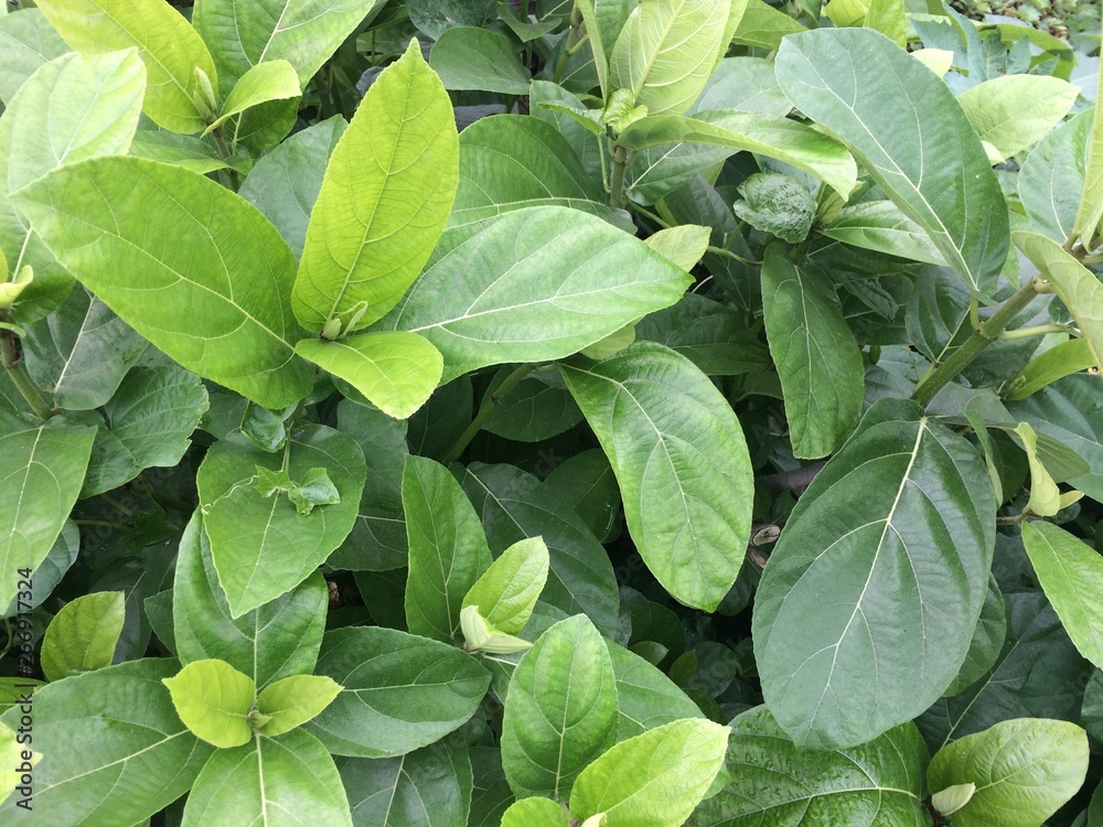 green plants in the garden