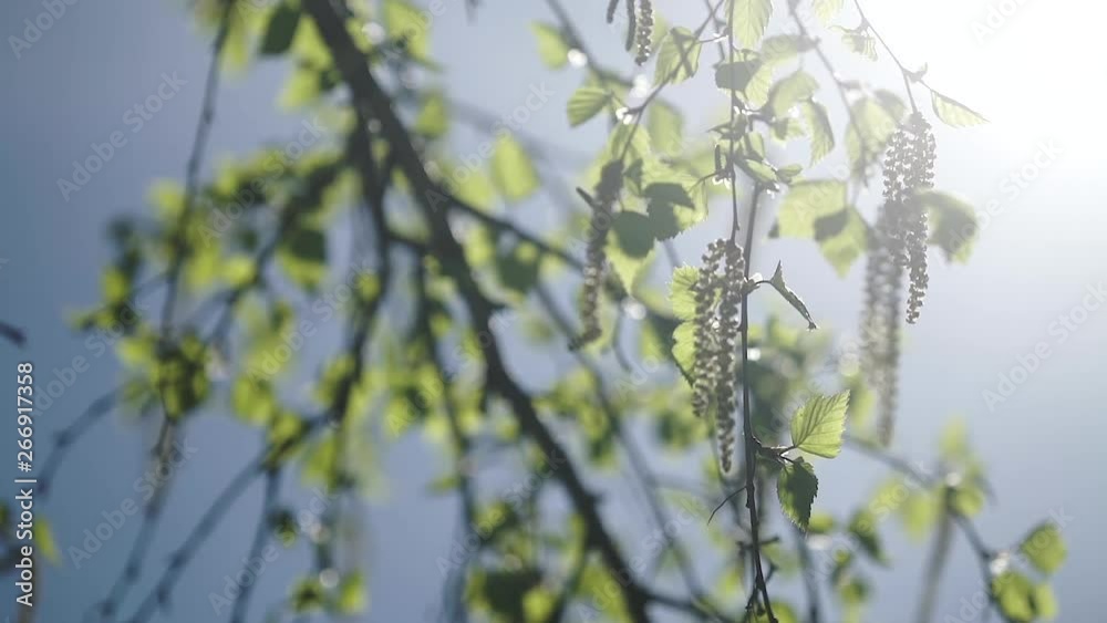 birch leaves on the background of the spring sun birch leaves on the background of the spring sun