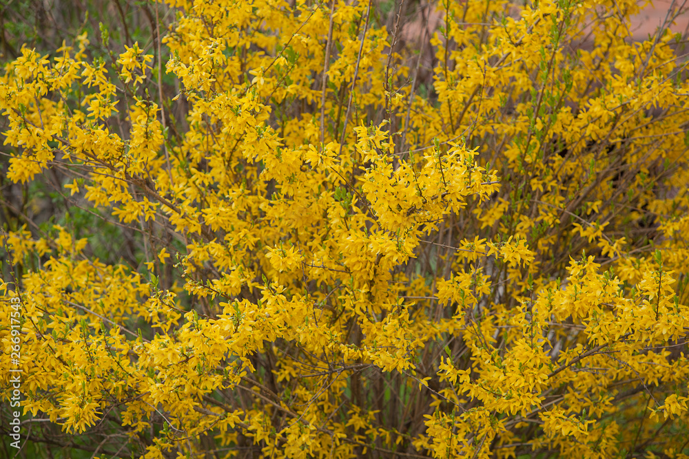 Forsythia flowers in front of with green grass and blue sky. Blooming in spring garden bush forsythia. Forsythia flowers in front of with green grass and blue sky. Blooming in spring garden bush forsythia.