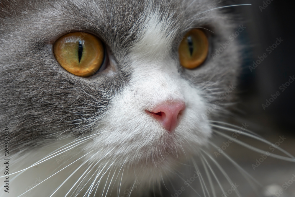 Cat on a background wallpaper. Cat on a background wallpaper.