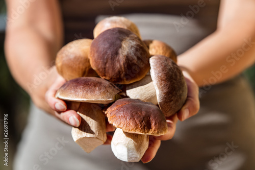 Tableau sur toile Frau hält frische Steinpilze aus dem Wald in der Hand, Saison der Boletus Edulis