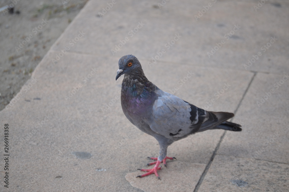 Obraz premium pigeon on a background