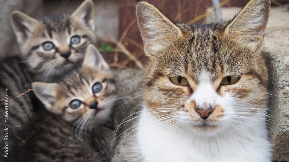 草むらにいた猫の親子 草むらにいた猫の親子