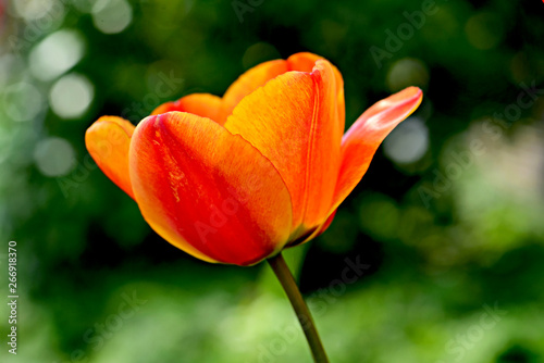 red tulip