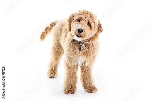 Photography Golden Labradoodle dog isolated on white background