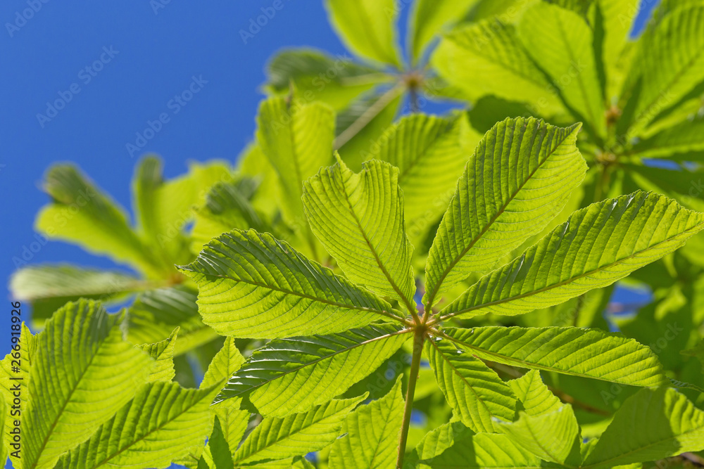 green chestnut tree leaves against blue sky green chestnut tree leaves against blue sky