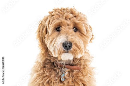 Canvas Print Golden Labradoodle dog isolated on white background