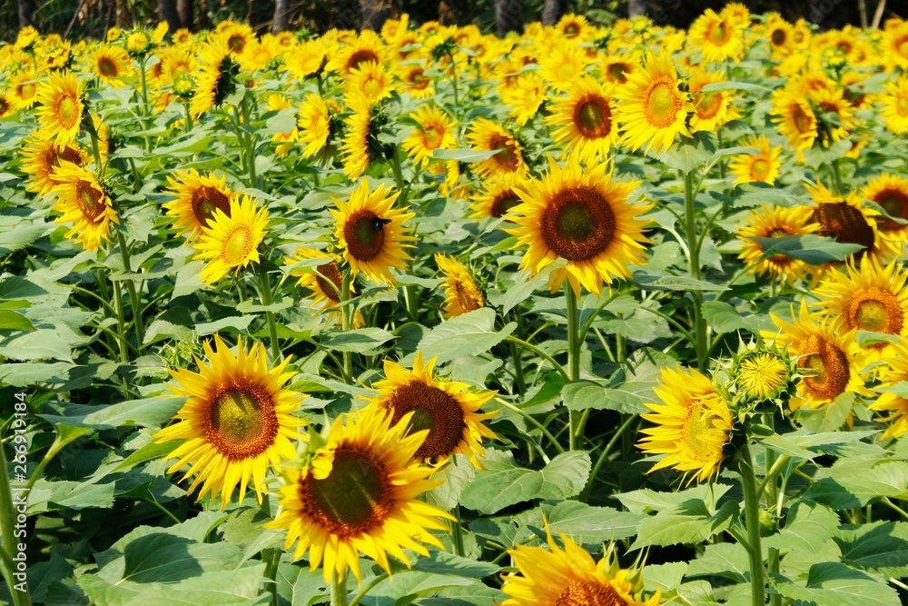 sunflowers field, India sunflowers field, India