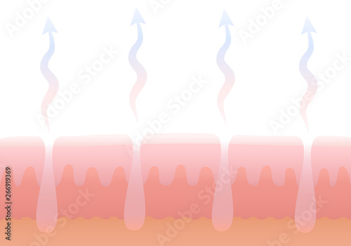 Human cutaneous respiration. Skin breathing. Schematic cross section illustration of dermis with pores and its gas exchange.