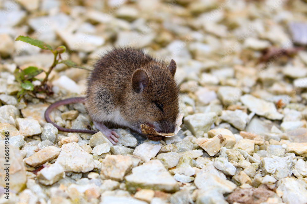 Maus Maus