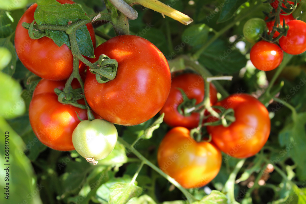 Rispentomaten Tomatenrispe