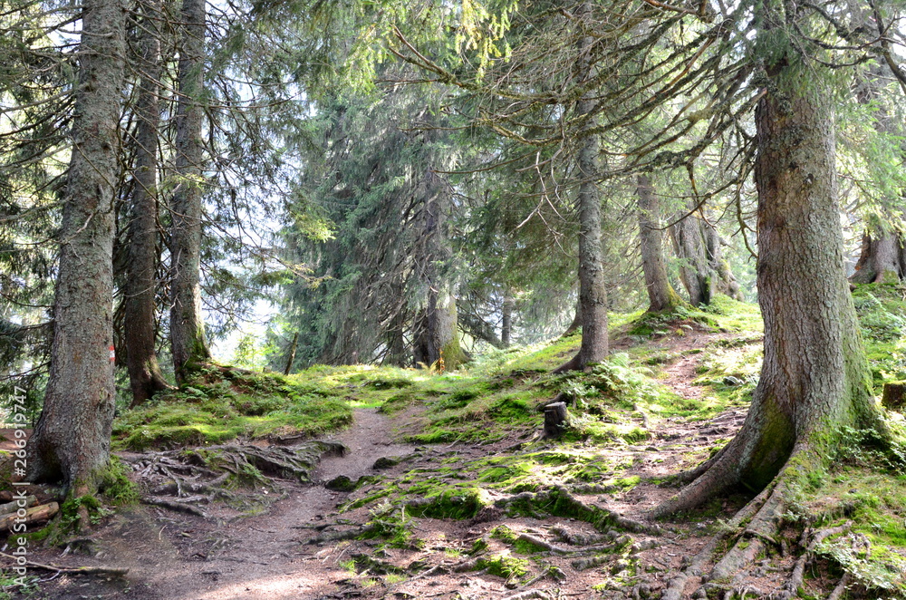 Obraz premium Forest near Lake Gosau in the Salzkammergut region in Austria