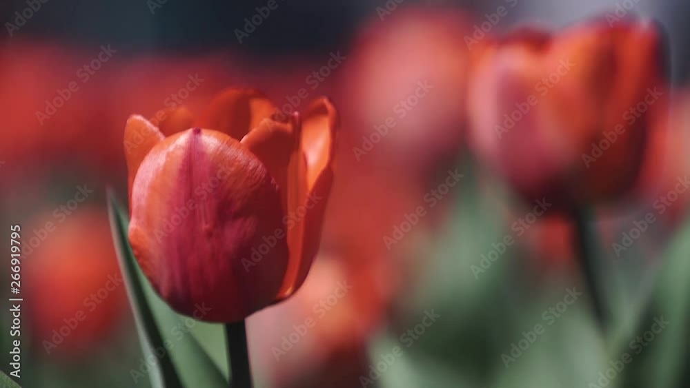 tulip close up, flowers in the city in the park tulip close up, flowers in the city in the park