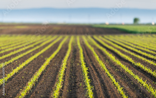 Young green corn on stalk in field