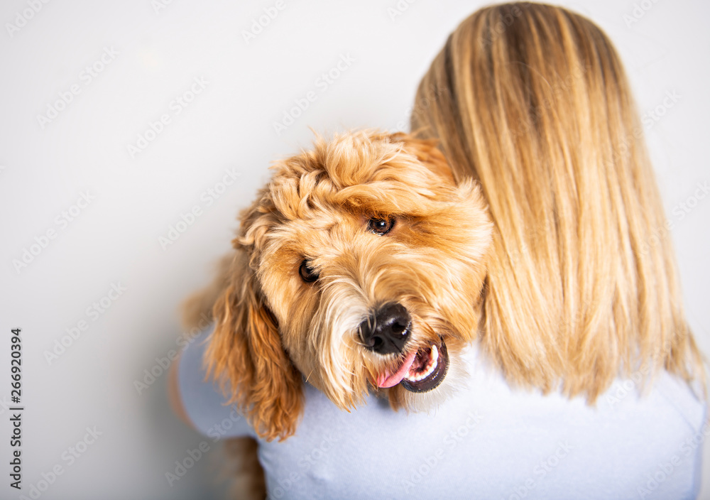 woman with his Golden Labradoodle dog isolated on white background woman with his Golden Labradoodle dog isolated on white background
