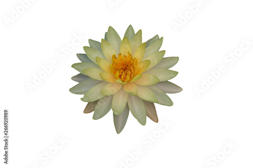 White lotus with white patterned background
