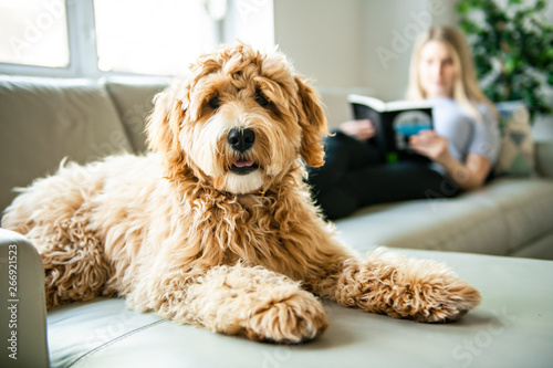 Photography woman with his Golden Labradoodle dog reading at home
