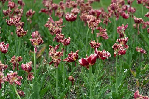 tulip blossom in baltimore sherwood gardens photo