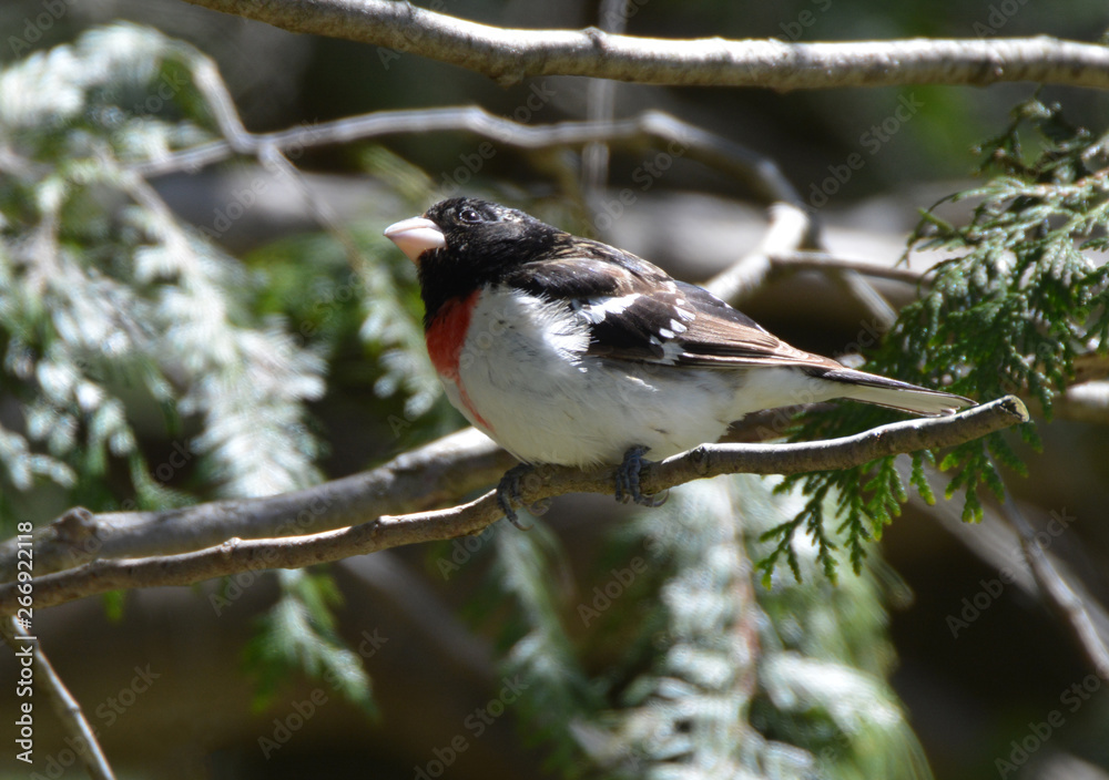 Fototapeta premium Rose Breasted Grosbeak