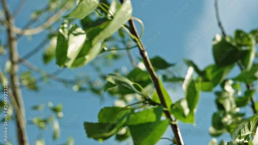 Birch leaves fluttering in the wind in front of clear blue sky in slomo shot Birch leaves fluttering in the wind in front of clear blue sky in slomo shot